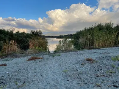 a sandy beach with grass and a body of water at Appartement T2 bord de mer N165 in Linguizzetta