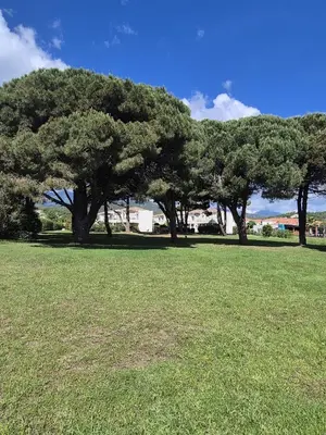 a group of trees in a field of grass at hjpp in Poggio-Mezzana