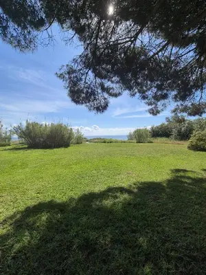 a large field of green grass with a tree overhead at hjpp in Poggio-Mezzana