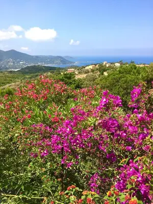 a field of flowers with the ocean in the background at Superb sea view villa with pool and big garden in Pietrosella