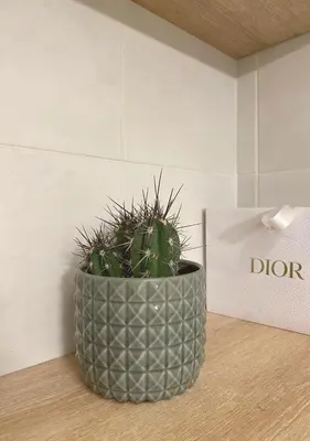 a green plant in a pot sitting on a table at Studio Porto Vecchio centre in Porto-Vecchio