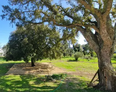 a tree with a green hose next to a field at Maison - chambres d'hotes in Prunelli-di-Fiumorbo