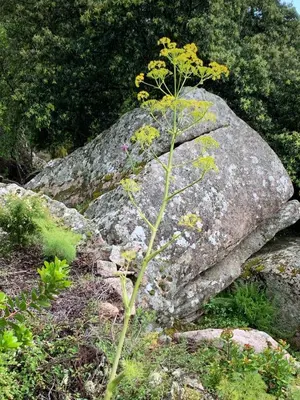 a plant growing in front of a large rock at T2 dans villa avec piscine in Porto-Vecchio