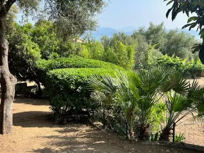 a large green bush sitting next to a tree at villa vue mer avec piscine et jardin arboré in Coggia