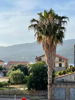 a palm tree in the middle of a street at Appartement 3 chambres in Propriano