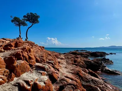 two trees on the rocky shore of the ocean at Appartement 2-4 pers vue mer proche port in Porto-Vecchio