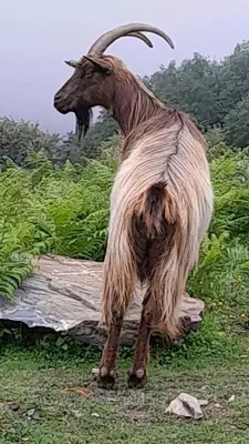 a goat with long hair standing in the grass at La Ferme Du Maquis in Antisanti