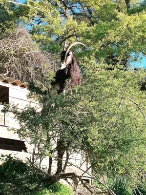 a goat sitting in the top of a tree at La Ferme Du Maquis in Antisanti