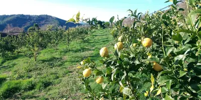 a group of lemon trees in a field at La Ferme Du Maquis in Antisanti