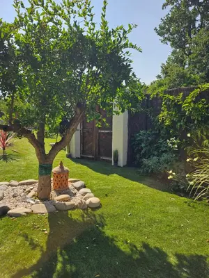 a tree in the middle of a yard at Le cabanon de casaOma in Prunelli-di-Fiumorbo
