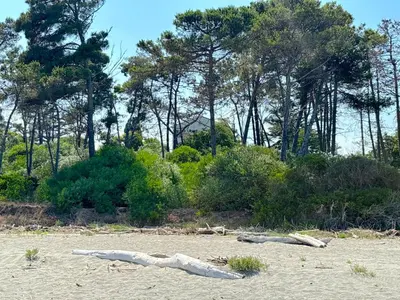 a group of logs on a beach with trees at Villa Padulone in Aléria