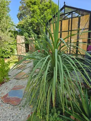 a palm plant in a garden with a building in the background at L orangerie de casaoma in Prunelli-di-Fiumorbo