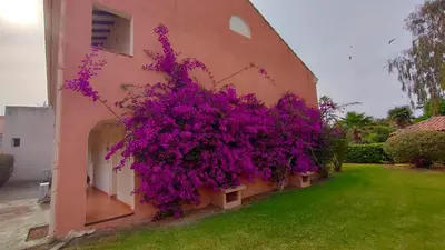 a building with purple flowers on the side of it at Appartamento climatizzato di 42 mq a Marina di Bravone a 200m dalla spiaggia in Linguizzetta