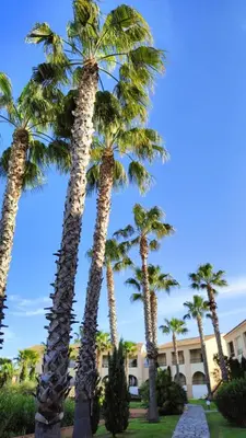 a group of palm trees in front of a building at Appartamento climatizzato di 42 mq a Marina di Bravone a 200m dalla spiaggia in Linguizzetta