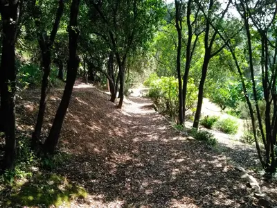 a path through a wooded area with trees at Chez Nat et JC in Eccica-Suarella