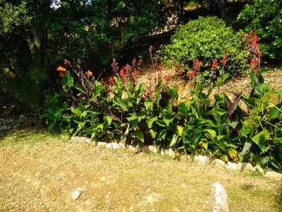 a garden with red flowers and green plants at Chez Nat et JC in Eccica-Suarella