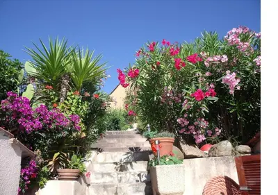 a garden with pink flowers on a stone path at Beau logement de type F3 avec jardin fleuri à 5 min de la plage in Cargèse
