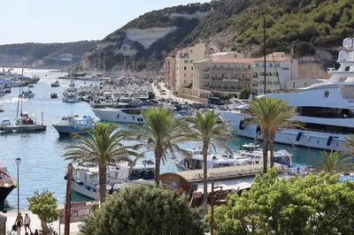 a group of boats docked in a harbor with palm trees at Le Nathalia - T3 4 étoiles, vue port de Bonifacio in Bonifacio