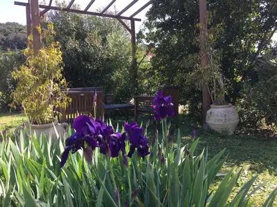 a garden with purple irises in front of a bench at Maisonnette 2 minutes pied plage in Grosseto-Prugna