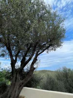 a large tree next to a white wall at Dolce Corsica in Porto-Vecchio
