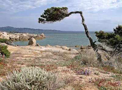 a tree on the shore of a body of water at Maison récente entre mer et montagne in Figari