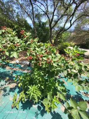 a garden with red flowers and green plants at Bas de villa aux portes d'Ajaccio in Alata