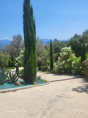 a cypress tree in the middle of a driveway at Haut de villa aux portes d'Ajaccio in Alata