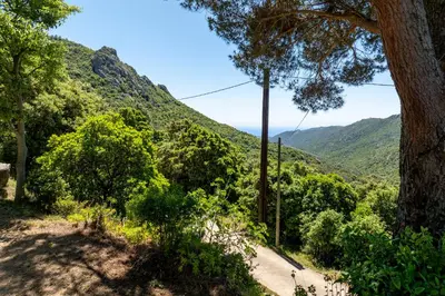 a road with a tree and mountains in the background at U Tadu - Maison de vacances en pierre avec vue et nature en Corse du Sud in Monacia-dʼAullène