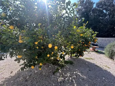an orange tree with oranges growing on it at Vacances Bonifacio Bergerie in Bonifacio