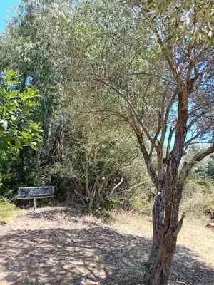 a park bench sitting next to a tree at La maison sous les oliviers Casa d'Iloa in Porto-Vecchio
