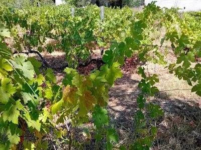 a row of green vines in a field at La maison sous les oliviers Casa d'Iloa in Porto-Vecchio
