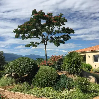 a tree with red flowers in a garden at Locations I Carboni - villa 3 chambres in Sollacaro