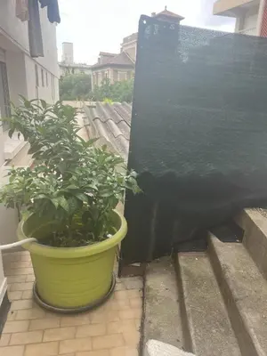 a green plant in a pot on a balcony at Sacré cœur in Ajaccio