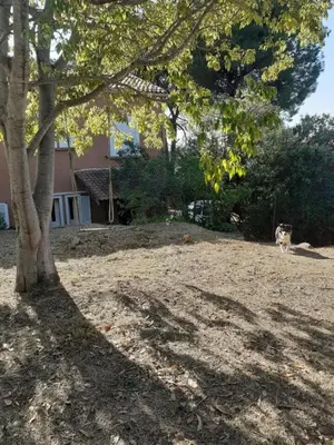 a cat standing under a tree in a yard at Appartement T2 Alistro San Giuliano Corse in San-Giuliano