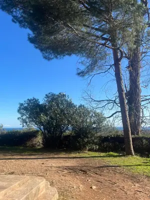 a tree sitting next to a dirt road at Appartement T2 Alistro San Giuliano Corse in San-Giuliano