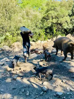 a person holding an umbrella over a group of pigs at Appartement rez de jardin - Casa San Cesaru in Bains de Guitera