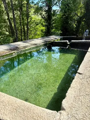 a pool of green water with trees in the background at Appartement rez de jardin - Casa San Cesaru in Bains de Guitera