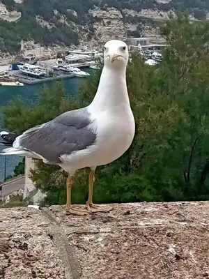 a seagull standing on top of a rock at Le Rêve de Mer in Ghisonaccia