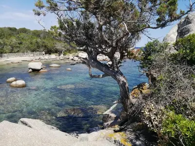 a tree in a river with rocks and water at Le Rêve de Mer in Ghisonaccia