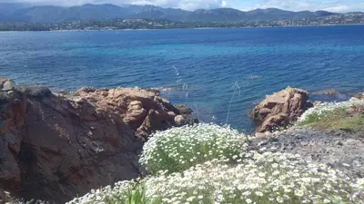 a group of flowers on the rocks near the water at Hôtel du Golfe Pinarello in Pinarellu