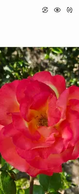 a pink and yellow flower on a plant at Maison Bois in Grosseto-Prugna