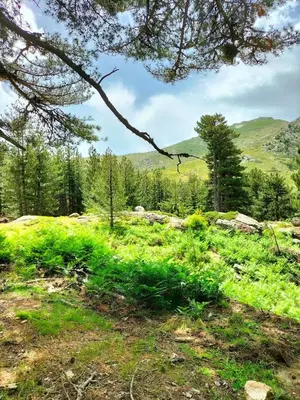 a field with green grass and trees on a hill at Bergerie Restaurée in Corte
