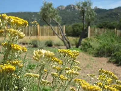 a field of yellow flowers with a fence in the background at Clos Simoni in Figari
