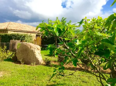 a tree in front of a house with a rock at Clos Simoni in Figari
