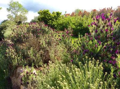 a garden with purple flowers and trees at Clos Simoni in Figari
