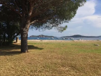 a tree sitting in a field next to a lake at Villa Surleau in Zonza