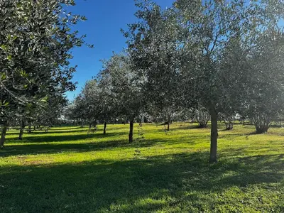 a group of trees in a field with green grass at Maison à 2 minutes de la mer en voiture in Sorbo-Ocagnano