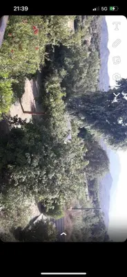 an aerial view of a forest of trees and plants at Studio Corse bord de mer in Calcatoggio