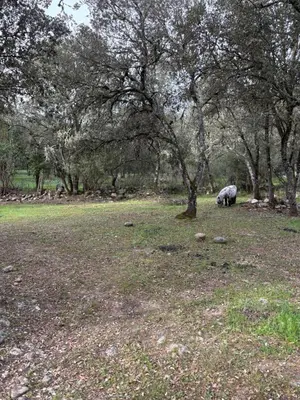 a sheep grazing in a field next to trees at Ferme auberge U sapè fà in Saliceto