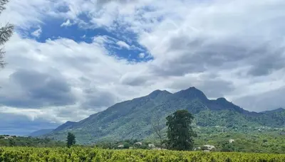 a mountain in the distance with a tree in the foreground at Studio vue sur les clémentiniers in Santa-Lucia-di-Moriani